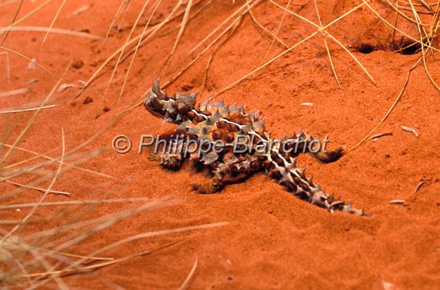australie territoire du nord 11.JPG - Moloch épineuxThorny devilMoloch horridusAgamidaeTerritoire du NordAustralie